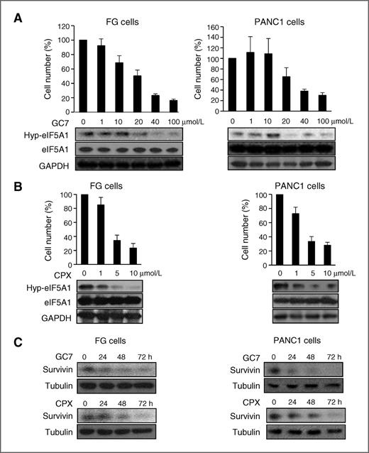 Figure 3. Pharmacologic inhibition of eIF5A hypusination suppresses PDAC cell proliferation in vitro. A and B, bar graphs represent viable cell number of FG or PANC1 cells treated for 72 hours with GC7 (A) or CPX (B) at the indicated concentrations relative to vehicle-treated cells. Bottom, Western blot analyses showing dose-dependent inhibition of eIF5A1 hypusination (Hyp-eIF5A1) by GC7 or CPX relative to total eIF5A1 and GAPDH protein levels. C, Western blot analyses of survivin and tubulin (loading control) in FG and PANC1 cells treated with 40 μmol/L GC7 or 5 μmol/L CPX for the indicated times.
