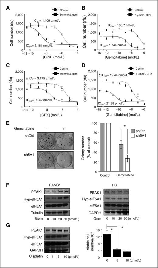 Figure 7. Inhibiting eIF5A function in PDAC cells increases gemcitabine sensitivity. A, analyses of viable cell number after 7 days of growth for PANC1 cells treated with increasing doses of CPX in the presence of 50 nmol/L gemcitabine. B, analyses of viable cell number after 7 days of growth for PANC1 cells treated with increasing doses of gemcitabine in the presence of 5 μmol/L CPX. C, analyses of viable cell number after 7 days of growth for FG cells treated with increasing doses of CPX in the presence of 10 nmol/L gemcitabine. D, analyses of viable cell number for FG cells performed as in B. IC50 values represent the concentration of a drug that is required for 50% inhibition of cell proliferation as compared with vehicle-treated cells. Rfu, relative fluorescence unit. E, clonogenic growth of PANC1 cells containing control (shCtrl) or eIF5A1 (sh5A1) shRNAs was determined after gemcitabine treatment (100 nmol/L, 24 hours). Left, representative bright-field photomicrographs of colonies. Right, bar graph represents the number of colonies in gemcitabine-treated cells relative to vehicle-treated control cells. F, Western blot analyses of PEAK1, hypusinated eIF5A1 (Hyp-5A1), and total eIF5A1 levels in PANC1 and FG cells treated with the indicated concentrations of gemcitabine for 72 hours. G, left, PANC1 cells treated with the indicated concentrations of cisplatin for 72 hours were Western blotted as in F. Right, the bar graph represents the number of viable cells after 72 hours of growth in the presence or absence cisplatin at the indicated concentrations. *, P < 0.05, as determined by the Student t test.