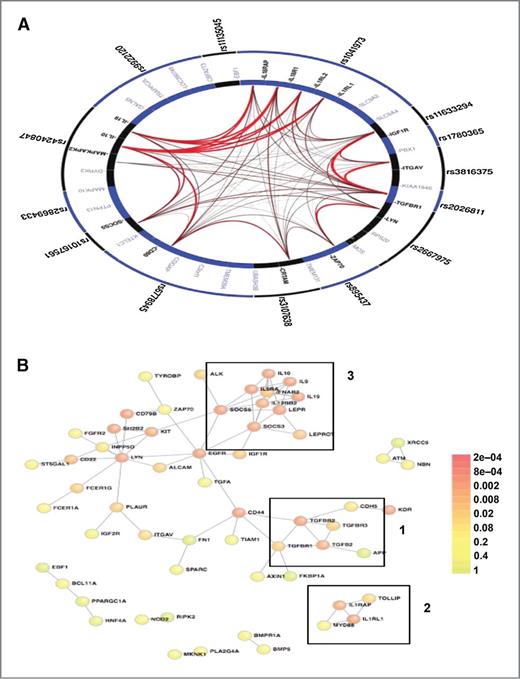 Figure 2. Literature-based connectivity analyses. A, GGI analysis demonstrates the high degree of significant connectivity amongst the highly ranked immune SNPs in the oropharyngeal cancer GWAS. The figure was generated using the GRAIL platform, which determined the corresponding corrected P values for all gene–gene connections. The outer ring contains the input SNPs and the inner ring shows all possible genes corresponding to each SNP locus. Genes with significant intergene connections, determined by the GRAIL P value (Supplementary Table S2), are in bold and the thickness of the connection corresponds to strength of their interconnections. B, PPI network for the top ranked 200 immune genes in the oropharyngeal cancer GWAS generated using the DAPPLE platform. Nodes, proteins; links, direct interactions reported in the literature; colors, significance of the interaction as defined by the color key. Visual analysis of the oropharyngeal cancer GWAS immune network reveals three distinct immune clusters: 1, TGFβ signaling; 2, innate immunity; 3, Th1/Th2 balance.