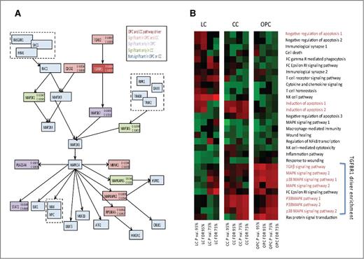 Figure 4. Pathway replication. A, the P38 MAPK pathway containing TGFβR1 that is significant in both the oropharyngeal cancer and cervical cancer GWAS. Significant P values from the oropharyngeal cancer and cervical cancer datasets are listed for each gene. The colors correspond to the dataset in which the genes were significant, as described in the color key. TGFβR1 is the most significant gene in both datasets. B, the comparative significance of all TGFβ-related pathways in the two HPV-associated cancers, oropharyngeal cancer and cervical cancer, and in classic non-HPV–mediated HNSCC, laryngeal cancer. Heatmap color intensity is proportional to the P value or FDR as indicated. Pathway names highlighted in red represent those that include TGFβR1.
