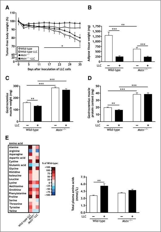 Figure 1. Mstn gene inactivation prevents loss of skeletal muscle mass in tumor-bearing mice. A, changes in body weight during the course of cancer cachexia. B, visceral fat mass. C, gastrocnemius muscle mass. D, gastrocnemius muscle protein content. E, plasma concentration of total amino acids. Wild-type and Mstn−/− mice were inoculated with LLC cells or received DPBS. Tissues were removed 35 days after the inoculation of LLC cells. Data are means ± SE (n = 8–12/group). *, P < 0.05; **, P < 0.01; ***, P < 0.001.