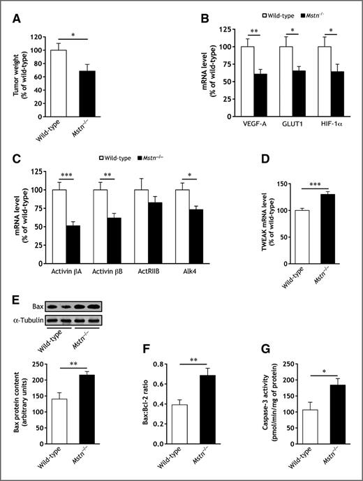 Figure 2. Mstn gene inactivation reduces tumor growth and expression of genes involved in tumor metabolism and angiogenesis, and activin signaling while increasing apoptosis. A, tumor weight. B, VEGF-A, GLUT1, and HIF-1α transcript levels in the tumors of wild-type and Mstn−/− mice. C, activin βA, activin βB, ActRIIB, and Alk4 transcript levels in the tumors of wild-type and Mstn−/− mice. D, TWEAK transcript level in the tumors of wild-type and Mstn−/− mice. E and F, immunoblot analysis of Bax protein content (E) and Bax-to-Bcl-2 protein ratio (F) in the tumors of wild-type and Mstn−/− mice. G, fluorometric measurement of caspase-3 enzyme activity in the tumors of wild-type and Mstn−/− mice. Wild-type and Mstn−/− mice were inoculated with LLC cells. Tissues were removed 35 days after the inoculation of LLC cells. Data are means ± SE (n = 8–12/group). *, P < 0.05; **, P < 0.01; ***, P < 0.001.