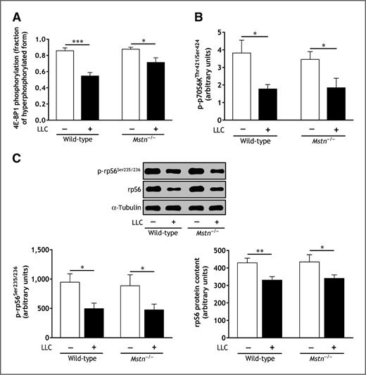 Figure 3. Akt/mTOR pathway is inhibited in gastrocnemius muscle of wild-type and Mstn−/− mice during cancer cachexia. A, immunoblot analysis of 4E-BP1 phosphorylation on Thr37 and Thr46. B, Luminex analysis of p70S6K phosphorylation on Thr421 and Ser424. C, immunoblot analysis of rpS6 phosphorylation on Ser235 and Ser236 and rpS6 protein content. Wild-type and Mstn−/− mice were inoculated with LLC cells or received DPBS. Tissues were removed 35 days after the inoculation of LLC cells. Data are means ± SE (n = 8–12/group). *, P < 0.05; **, P < 0.01; ***, P < 0.001.