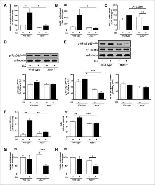 Figure 4. Mstn gene inactivation attenuates the activation of ubiquitin-proteasome pathway and NF-κB pathway in gastrocnemius muscle during cancer cachexia. A–C, transcript levels of MAFbx/Atrogin-1 (A), MuRF1 (B), and FoxO3 (C). D, immunoblot analysis of FoxO3 phosphorylation on Ser253. E, immunoblot analysis of NF-κB p65 phosphorylation on Ser536 and NF-κB p65 protein content. F, Luminex analysis of IκBα phosphorylation on Ser32 and Ser36 and IκBα protein content. G and H, transcript levels of TWEAK (G) and TRAF6 (H). Wild-type and Mstn−/− mice were inoculated with LLC cells or received DPBS. Tissues were removed 35 days after the inoculation of LLC cells. Data are means ± SE (n = 8–12/group). *, P < 0.05; **, P < 0.01; ***, P < 0.001.