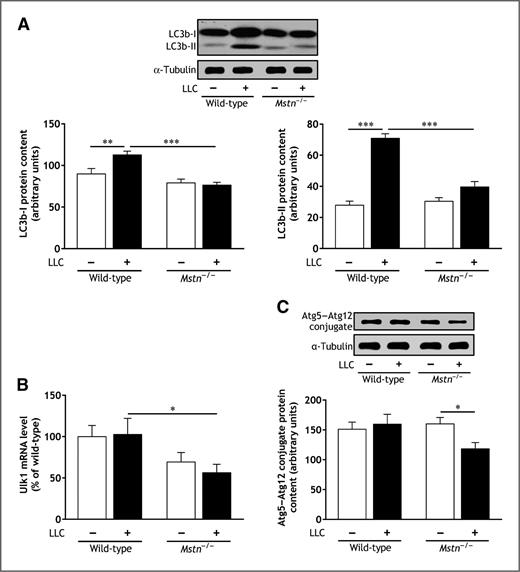 Figure 5. Mstn gene inactivation attenuates the activation of autophagy-lysosome pathway in gastrocnemius muscle during cancer cachexia. A, immunoblot analysis of LC3b-I and LC3b-II protein content. B, Ulk1 transcript level. C, immunoblot analysis of Atg5–Atg12 protein complex. Wild-type and Mstn−/− mice were inoculated with LLC cells or received DPBS. Tissues were removed 35 days after the inoculation of LLC cells. Data are means ± SE (n = 8–12/group). *, P < 0.05; **, P < 0.01; ***, P < 0.001.