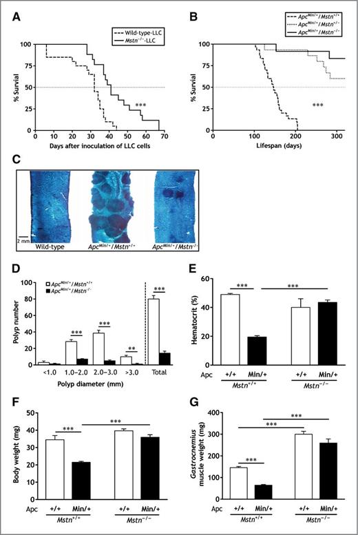 Figure 7. Mstn gene inactivation prolongs lifespan of LLC tumor-bearing mice and ApcMin/+ mice. A, survival rate of wild-type and Mstn−/− tumor-bearing mice. B, Kaplan–Meier plot showing that Mstn gene inactivation dramatically prolongs lifespan of ApcMin/+Mstn+/− and ApcMin/+Mstn−/− mice. C, representative longitudinal sections of intestine stained with methylene blue showing multiple intestinal polyps in ApcMin/+Mstn+/+. D, the number and size of intestinal polyps are reduced in ApcMin/+Mstn−/− mice. E, hematocrit in ApcMin/+Mstn+/+ and ApcMin/+Mstn−/− mice. F, Mstn gene inactivation prevents body weight loss in ApcMin/+ mice. G, prevention of skeletal muscle wasting in ApcMin/+Mstn−/− mice. Mice were 23.3 ± 0.9 weeks old at the time of analysis. Data are means ± SE (n = 4–7/group). **, P < 0.01; ***, P < 0.001.