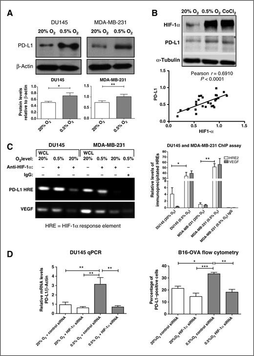 Figure 1. Hypoxia upregulates PD-L1 expression in a HIF-1α–dependent manner. A, Western blot analysis of PD-L1 protein in total extracts of DU145 and MDA-MB-231 cells. A, bottom, results of pooled densitometric analysis from three or more independent experiments. B, Western blot analysis of HIF-1α and PD-L1 protein in MDA-MB-231 cells following incubation in 20% O2, 0.5% O2, or cobalt chloride. B, bottom, a significant correlation (P < 0.0001) between HIF-1α and PD-L1 protein levels in 28 different samples from at least five independent experiments in which MDA-MB-231 cells were incubated in either 20% O2, 0.5% O2, or with cobalt chloride. C, ChIP assay for HRE2 (see Materials and Methods) binding sites within the PD-L1 gene. Left, results of a PCR agarose gel. The top bands on the left show the PCR products using primers flanking the HRE2 on the intron spanning exons 4 and 5. The bottom bands show PCR products using positive-control primers flanking a known VEGF HRE (provided by the kit, see Materials and Methods). The first and fourth lanes reveal PCR products from whole-cell lysates (WCL). The second and fifth lanes represent PCR amplifications of anti-human HIF-1α–immunoprecipitated DNA from hypoxic DU145 and MDA-MB-231 cells, respectively. The third and sixth lanes represent PCR amplifications of anti-human HIF-1α–immunoprecipitated DNA from DU145 and MDA-MB-231 cells exposed to 20% O2. The lane on the far right represents results of PCR amplification of DNA from MDA-MB-231 cells immunoprecipitated with anti-human control IgG. Right, qRT-PCR results for immunoprecipitated HRE2 and the VEGF HRE. They reveal significantly increased amplification of DNA products immunoprecipitated with HIF-1α and VEGF antibodies in extracts of cultures from both DU145 and MDA-MB-231 cell lines incubated in 0.5% O2 versus 20% O2 (P < 0.05 and P < 0.01, respectively). Extracts immunoprecipitated with control IgG did not show significant levels of amplification products. D, qRT-PCR analysis of PD-L1 mRNA in DU145 cells (left) and flow cytometric analysis of PD-L1 in B16-OVA cells (right). For these experiments, both cell lines were transfected with either scrambled control siRNA or HIF-1α siRNA before exposure to either 20% or 0.5% O2. Graphs in D represent pooled data from three to five experiments. A representative flow cytometry histogram indicating the effect of hypoxia and HIF-1α knockdown on PD-L1 expression in B16-OVA cells is shown in Supplementary Fig. S2D. Results of flow cytometry showed a 19% ± 2% increase in the PD-L1 mean fluorescence intensity (P < 0.01) in control siRNA-transfected B16-OVA cells incubated in 0.5% O2 versus 20% O2. This effect of hypoxia was abrogated in cells transfected with HIF-1α siRNA (data not shown). *, P < 0.05;**, P < 0.01; ***, P < 0.001.