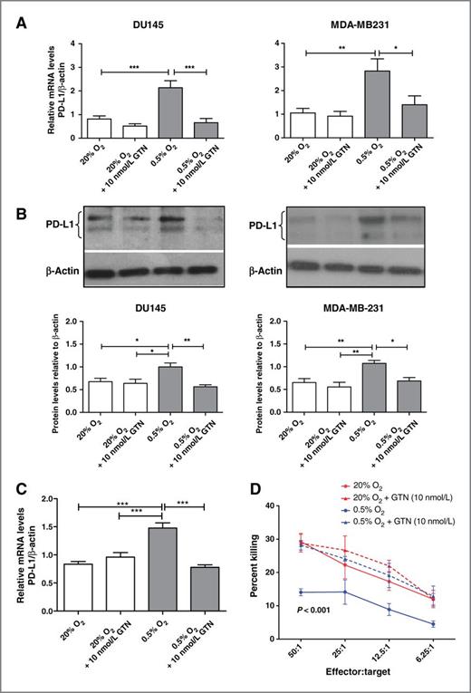 Figure 3. GTN inhibits hypoxia-induced upregulation of PD-L1 expression in various tumor cell lines and prevents resistance to CTL-mediated lysis in B16-OVA cells exposed to hypoxia. A, qRT-PCR analysis of PD-L1 mRNA expressed as a ratio to β-actin mRNA from at least three independent experiments using DU145 and MDA-MB-231 cells. The data show PD-L1 mRNA levels in cells incubated in 20% O2 or 0.5% O2 in the presence or absence of 10 nmol/L GTN. B, Western blot analysis of PD-L1 protein in DU145 cells or MDA-MB-231 cells incubated in 20% O2 or 0.5% O2 in the absence or presence of GTN (10 nmol/L). The figure is representative of at least three independent experiments, and the graphs (bottom) reveal the densitometric quantification of these experiments. C, results of pooled (N = 3) qRT-PCR assays for PD-L1 expression in B16-OVA cells following incubation in 20% or 0.5% O2 in the absence or presence of GTN (10 nmol/L). *, P < 0.05, **, P < 0.01; ***, P < 0.001. D, cytolytic activity of mouse CTLs against B16-OVA cells preincubated in 20% O2 or 0.5% O2 in the absence or presence of GTN (10 nmol/L). Results shown in D were obtained from experiments using pooled CD3+ splenocytes isolated from four mice immunized with B16-OVA cells. P value on the graph indicates significant difference between the lowermost curve (0.5% O2) and the curves above combined. Significance was calculated by one-way ANOVA followed by the Bonferroni multiple comparison post hoc test performed on the Y-intercepts of the linear regressions of the data pooled from all experiments. Results of two-way ANOVA of the mean cytolytic activities at all effector-to-target ratios are shown in Supplementary Table S1.