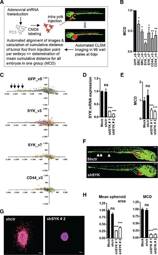 Figure 1. SYK supports growth, invasion, and dissemination of human prostate cancer cells. A, schematic overview of the in vivo screening procedure. B, MCD of tumor foci relative to site of injection for PC3 cells transiently transduced with indicated adenoviral shRNAs calculated from >40 xenografts obtained from two independent experiments. C, representative scatter plots showing tumor foci detected by automated confocal imaging and automated image analysis as described (14) in zebrafish injected with PC3 cells expressing indicated adenoviral shRNAs. Each color shows foci detected in one embryo. Arrows, foci in tail region. D, qPCR verification of SYK silencing in PC3 cells expressing two independent lentiviral shSYK vectors. E and F, MCD (E) and representative images (F) for dissemination in zebrafish of PC3 cells stably expressing indicated lentiviral SYK shRNAs (combined data from two independent experiments using >32 embryos per condition are shown; arrowheads, tumor foci in tail region). G and H, representative images (G) and quantification of expansion (mean spheroid area) and ECM invasion (MCD; H) for control and shSYK PC3 cell spheroids at 6 days postinjection in collagen gels (blue, Hoechst; red, phalloidin). Scale bars, 100 μm. ns, nonsignificant; *, P < 0.05; **, P < 0.01; ***, P < 0.005.