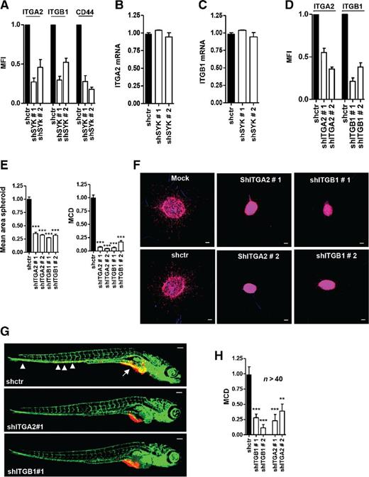 Figure 3. SYK regulation of adhesion receptor surface expression in human prostate cancer cells modulates invasive outgrowth in vitro and dissemination in zebrafish and metastatic colonization in mice. A, FACS analysis of surface expression of CD44 and integrin subunits α2 (ITGA2) and β1 (ITGB1) in PC3 cells expressing control or SYK shRNAs. MFI, mean fluorescence intensity. B and C, qPCR analysis of ITGA2 and ITGB1 mRNA expression in PC3 cells expressing control or SYK shRNAs. D, FACS verification of ITGA2 and ITGB1 silencing in PC3 cells expressing two independent lentiviral vectors targeting ITGA2 or ITGB1, respectively. E and F, quantification of expansion (mean spheroid area) and ECM invasion (MCD; E) and representative images (F) for control, shITGA2, and shITGB1 PC3 cell spheroids at 6 days postinjection in collagen gels (blue, Hoechst; red, phalloidin). G and H, representative images (G) and quantification of MCD (H) for dissemination in zebrafish of PC3 cells expressing indicated lentiviral shRNAs (combined data from two independent experiments using >40 embryo's per condition are shown; arrowheads, tumor foci in tail region). Scale bars, 100 μm. **, P < 0.01; ***, P < 0.005.