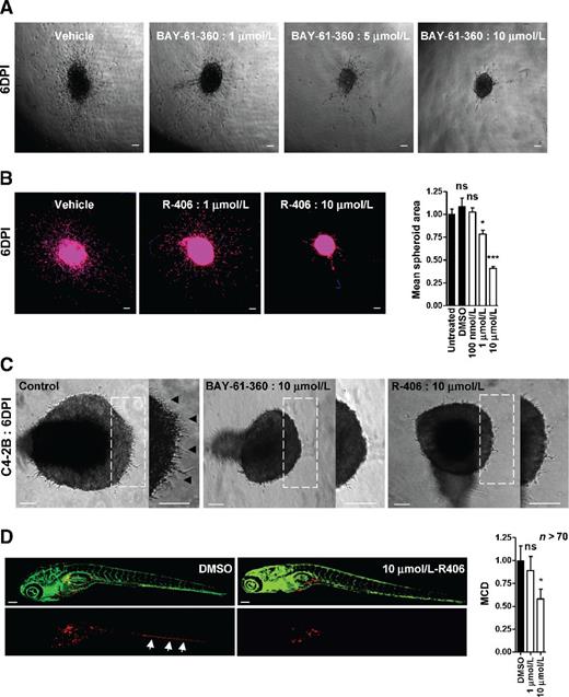 Figure 5. Pharmacological inhibition of SYK prevents growth, invasion, and dissemination of prostate cancer cells. A, bright field images showing PC3 spheroids 6 days postinjection into collagen gels in the absence or presence of the indicated concentrations of BAY-61-360 (one of three experiments is shown). B, representative images and quantification of expansion (mean spheroid area) and ECM invasion (MCD) for PC3 cell spheroids measured at 6 days postinjection in collagen gels and treated with indicated concentrations of R-406 (blue, Hoechst; red, phalloidin). C, brightfield images showing C4-2B cell spheroids at 6 days postformation in the absence or presence of the indicated concentrations of SYK inhibitors. Arrowheads point to ECM invading strands seen under control conditions, which are not observed in presence of inhibitors. D, representative images and quantified MCD for dissemination in zebrafish of PC3 cells in the absence or presence of indicated concentrations of R-406. Combined data from two independent experiments using >70 embryos per condition are shown. Arrows, cells disseminated to tail region. Scale bars, 120 μm; ns, nonsignificant; *, P < 0.05; ***, P < 0.005.