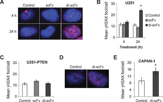 Figure 4. Di-scFv causes accumulation of γH2AX foci in PTEN- and BRCA2-deficient cancer cells. A and B, PTEN-deficient U251 cells were treated with control media or 25 μmol/L scFv or di-scFv for 4 or 24 hours, and γH2AX foci were then visualized by immunofluorescence. Example cell images are shown in A and mean number of foci per cell is presented in B. *, P < 0.0001. C, U251-PTEN cells were treated with control media or 25 μmol/L scFv or di-scFv for 24 hours, and γH2AX foci were then visualized by immunofluorescence and mean number of foci per cell was determined. D and E, BRCA2-deficient CAPAN-1 cells were treated with control buffer or 25 μmol/L di-scFv for 24 hours, and γH2AX foci were then visualized by immunofluorescence. Example cell images are shown in D, and mean number of foci per cell is presented in E. *, P = 0.04.