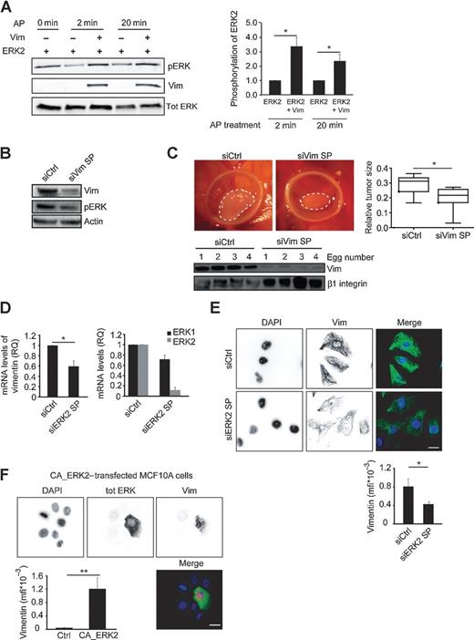 Figure 3. Vimentin prevents ERK dephosphorylation and ERK regulates vimentin expression. A, quantification of recombinant ERK2 phosphorylation levels ± vimentin in the presence of alkaline phosphatase (AP) for the indicated times (n = 4). B, Western blot analysis of vimentin silencing and the effect on pERK in MDA-MB-231 cells grown in parallel with the cells implanted in C. C, representative images of MDA-MB-231 control- or vimentin-silenced tumors on chick embryo chorioallantoic membranes and Western blot analysis of vimentin silencing efficiency in the isolated tumor samples. Human-specific β1 antibody was used as a loading control. Quantification of the relative tumor size (siCtrl n = 6, siVimentin n = 8). D, qRT-PCR analysis of vimentin, ERK1, and ERK2 mRNA levels in MDA-MB-231 cells transfected with the indicated siRNAs (SP, smart pool siRNA; n = 4). E, quantification of vimentin staining intensity (mfi, mean fluorescent intensity) following ERK2 silencing in MDA-MB-231 cells. Shown are representative confocal images of endogenous vimentin and DAPI (DNA) staining (n = 12–15 cells). Scale bar, 10 μm. F, quantification of vimentin staining intensity (mfi) in MCF10A cells transfected with constitutively active MEK–ERK2 fusion (CA-ERK2) construct. Shown are representative confocal microscopy images of ERK, vimentin, and DAPI staining in nontransfected (control) or CA-ERK2–positive cells (n = 11 cells). Scale bar, 10 μm (mean ± SEM; *, P < 0.05; **, P < 0.01).
