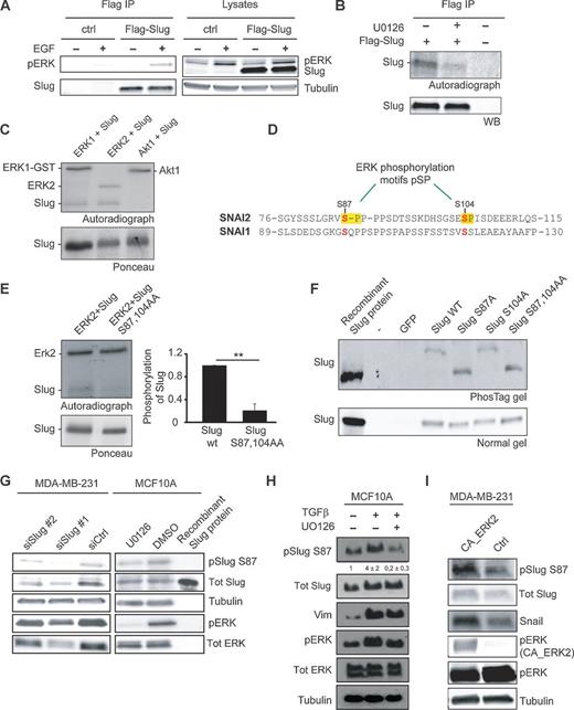 Figure 5. ERK phosphorylates Slug on serines 87 and 104 and regulates Slug phosphorylation in cells. A, coimmunoprecipitation of pERK and Slug in MDA-MB-231 cells. DMSO- or EGF- treated cells were subjected to anti-Flag immunoprecipitation (IP). Immunoprecipitations and 10% of total lysates were immunoblotted with anti-pERK or anti-Slug. Tubulin was used as a loading control. B, analysis of Slug phosphorylation in 32P-labeled MDA-MB-231 cells transfected with Flag-Slug or control plasmid and treated with MEK1/2 inhibitor (U0126; 10 μmol/L, 20 hours), as indicated. Representative autoradiographs and Slug Western blot analyses are shown (n = 2). C, in vitro kinase assay measuring Slug phosphorylation by ERK or Akt in the presence of [γ-32P]-ATP. Ponceau S staining of the input Slug protein is shown below. D, sequence alignment of Slug (SNAI2) and Snail (SNAI1). The ERK phosphorylation sites in Slug (S87 and S104), identified by mass spectrometry, are highlighted. E, in vitro ERK2 phosphorylation of Slug WT and Slug S87,10A mutant in the presence of [γ-32P]-ATP. A representative autoradiograph of phosphorylated proteins is shown (mean ± SEM; n = 4 independent kinase assays; **, P < 0.01). F, separation and detection of Slug phosphovariants from MDA-MB-231 cells transfected with GFP, Slug WT, S87A, S104A, or S87, 104A mutants. Lysates were resolved on SDS-PAGE gels ± Phos-tag. Recombinant Slug was included in the gels as a nonphosphorylated control. G, validation of an antibody generated against phosphorylated Slug S87 (anti-pSlug S87 antibody) in Slug-silenced MDA-MB-231 cells (left) and following U0126-mediated MEK1/2 inhibition in MCF10A cells (right). Recombinant, nonphosphorylated Slug protein (right panel) was used as a negative control. H and I, analysis of Slug S87 phosphorylation levels in TGFβ-induced (5 ng/mL for 5 days) and MEK1/2 inhibitor-treated (U0126 10 μmol/L for 2 days) MCF10A cells (n = 2–3; H) and in MDA-MB-231 cells transfected with CA-ERK2 or control plasmid (I).