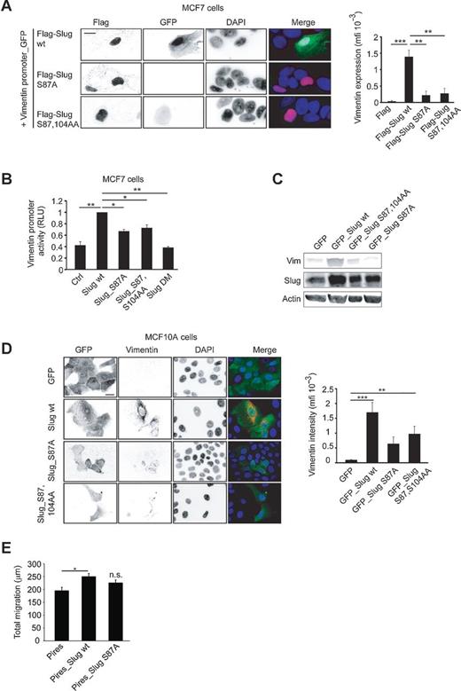Figure 6. Slug induces vimentin expression in a phosphorylation-dependent manner. A, confocal microscopy images and quantification of vimentin transcription (GFP fluorescence intensity) in MCF7 cells cotransfected with Flag-Slug WT/S87A/S87,104A plasmids, and a vimentin promoter-GFP reporter construct (n = 25–28 cells). Scale bar, 10 μm. B, quantification of vimentin transcription (luciferase activity) in MCF7 cells cotransfected with vimentin promoter reporter plasmid (VP-Luc) and empty plasmid, Slug WT or Slug mutants (DM, DNA binding-deficient Slug C161,215A; n = 3–5). C, analysis of vimentin protein levels in retrovirally transduced MCF10A_GFP and MCF10A_GFP Slug WT/mutant cells. D, confocal microscopy images and quantification of vimentin expression in retrovirally transduced MCF10A_GFP or MCF10A_GFP Slug WT/mutant cells stained for GFP (note that the plasmid is GFP-ires, that is, GFP is translated separately from Slug), vimentin, and DAPI (n = 21–25 cells). Scale bar, 10 μm. E, migration of retrovirally transduced MCF10A_GFP or MCF10A_GFP Slug WT/Slug S87A mutant cells (n = 34–39 cells; mean ± SEM; *, P < 0.05; **, P < 0.001; ***, P < 0.0001; n.s., not significant).