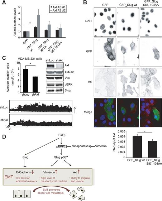 Figure 7. Slug phosphorylation at serine 87 site is required for Axl induction. A, flow cytometry analysis of cell-surface Axl levels in retrovirally transduced MCF10A_GFP and MCF10A_GFP Slug WT/mutant cells using two different anti-Axl antibodies (n = 3). B, confocal microscopy images and quantification of Axl levels in retrovirally transduced MCF10A_GFP Slug WT or S87,104AA mutant cells stained for DAPI, GFP, and Axl (n > 25 cells from three independent experiments). C, invasion of retrovirally transduced MDA-MB-231_shLuc and _shAxl cells in Matrigel. Stable cells were allowed to invade for 4 days, stained with Alexa Fluor 488 phalloidin, and imaged with confocal microscopy. Analysis of invasion area (n = 4) was calculated on the basis of the side view (z-axis) projections of invading cells. Arrow, direction of invasion. Axl protein levels in control and Axl shRNA cells is shown (mean ± SEM; *, P < 0.05). D, working hypothesis of the regulation of Slug phosphorylation and activity by ERK–vimentin cooperation. Data accumulated here indicate that ERK interacts with vimentin. Vimentin protects ERK from dephosphorylation and thus supports its activity. ERK-mediated phosphorylation of Slug on serine 87 is required for the induction of vimentin and Axl in breast epithelial cells and may promote EMT and cancer cell metastasis.