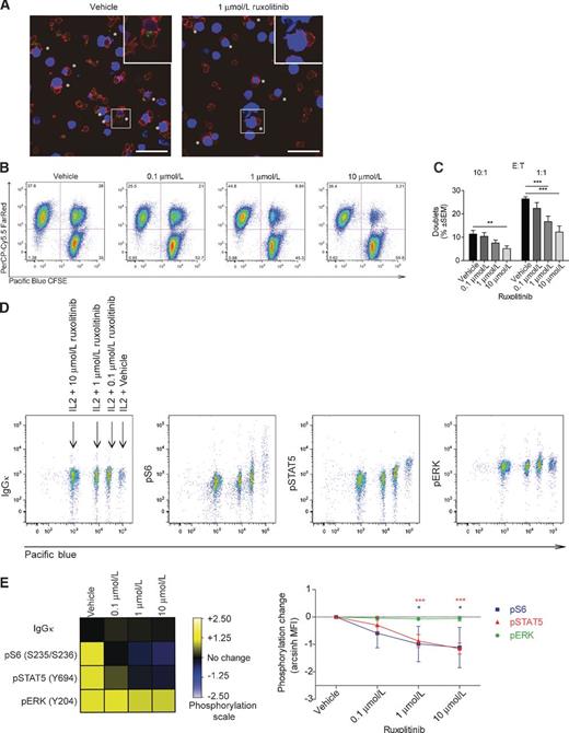 Figure 5. Ruxolitinib prevents lytic synapse formation with NK target cells and inhibits cytokine signaling in NK cells. A, representative confocal microscopy staining of NK-92 and K562 cells in the presence or absence of ruxolitinib is shown. Cells were stained for perforin (green) and F-actin (red). Target cells are shown in blue. Bar, 100 μm; stars, synapses. B, for quantitative examination of synapse formation, a flow cytometry–based synapse assay was used. Representative dot plots showing doublets between CFSE-labeled NK-92 and Far Red–labeled K562 cells are given for the indicated ruxolitinib concentrations. C, pooled data from FACS analysis are presented as mean ± SEM (n = 4; **, P < 0.01; ***, P < 0.001). D, isolated primary human NK cells were stimulated overnight with 1000 U/mL IL2 and at the indicated concentrations of ruxolitinib. Signaling events were analyzed by phosphoflow technology using various phospho-specific antibodies. Staining for pS6, pSTAT5, and pERK is shown. FACS plots depict data from one representative experiment. E, phosphorylation signal for each phospho-protein (expressed as arcsinh ratio of MFI) is related to the respective IgG κ control of the vehicle-treated cells, as represented by each color-coded squares of the heatmap (as explained on the phosphorylation scale on the right of the heatmap). Each colored line in the graph represents pooled data (average arcsinh MFI ± SEM) for each phospho-protein related to the respective vehicle-treated sample [pS6 (blue), pSTAT5 (red), pERK (green); n = 4; *, P < 0.05; ***, P < 0.001].