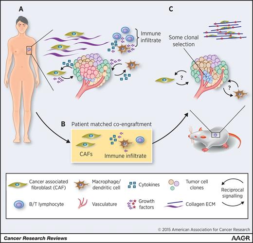 Figure 1. A, a primary breast tumor including some sources of heterogeneity found in the native microenvironment. Reciprocal signaling pathways between tumor cells and TAMs and CAFs are highlighted. ECM is shown as collagen fibers with associated fibroblasts and macrophage/dendritic cells with T/B lymphocytes are shown as part of the immune infiltrate, though other cell types (NK cells, myeloid-derived suppressors, etc.) have been omitted for simplicity. B, patient-matched fibroblasts and immune cells as possible candidates for coengraftment in the next generation of PDX models. Current PDXs established in NSG mice lack an adaptive immune system and may have impaired innate immune cell infiltrates and cytokine signaling due to defective IL2 receptor (33). CAFs are known to contribute to treatment response; although murine fibroblasts are present in PDX models, it is unclear how faithfully these recapitulate their human counterparts (26). C, a PDX tumor in its native microenvironment. Questions over whether pro- and antitumor CAF/TAM signaling pathways are present to the same extent in PDX models as in the primary tumor are highlighted. Stromal and tissue architecture can have profound effects on transcriptional regulation but are often overlooked in the establishment of PDX models (25). To highlight potential differences in ECM organization between the native microenvironment and that of the PDX, here the ECM is shown as highly organized collagen fibers with closely associated myofibroblasts.