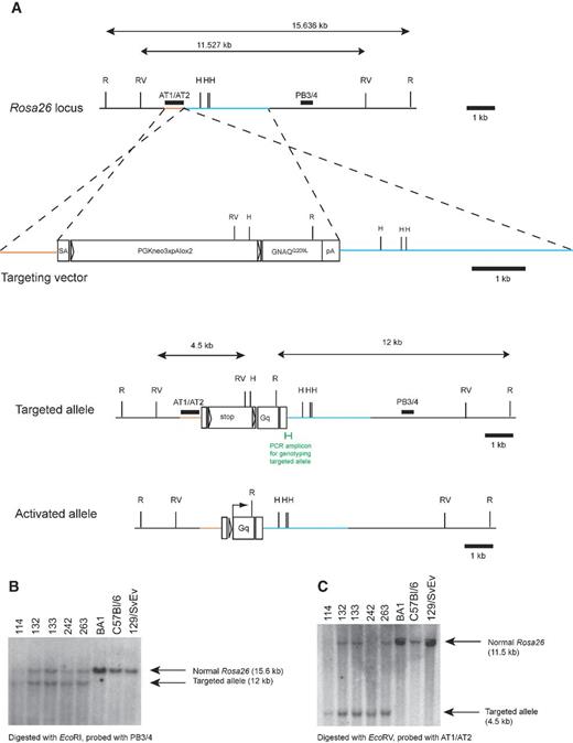 Figure 1. A conditional GNAQQ209L allele. A, the targeted allele contains a splice acceptor, loxP-flanked stop cassette (PGKneo3xpAlox2), GNAQQ209L, and polyadenylation signal. After loxP recombination, GNAQQ209L is expressed (activated allele). PCR genotyping amplicon (green). B and C, Southern blot analysis using EcoRI and probing with PB3/4 (B), and EcoRV and probing with AT1/AT2 (C). ES cell clones 114, 132, 133, 242, and 263 are positive. H, HindIII; pA, polyadenylation signal; R, EcoRI; RV, EcoRV; SA, splice acceptor; triangles, loxP sites.