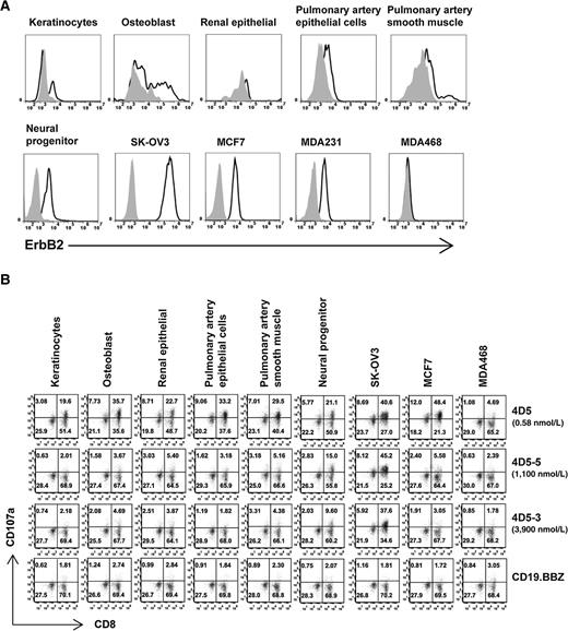 Figure 3. Selective targeting of ErbB2 on primary cell lines. A, cell lines were stained using anti-ErBb2 Affibody-biotin and detected using APC (open histograms); cells stained with APC only were used as control (gray-filled histograms). B, the panel of CART cells was stimulated with the indicated cell line for 4 hours and the percentage of CART cells expressing CD107a was measured by gating on CD3+ cells.