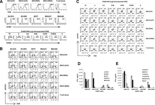 Figure 4. Comparison of the activity of ErbB2 CART cells engineered with lentiviral vector or mRNA electroporation. A, T cells were modified with high (4D5) or low (4D5-5) affinity ErbB2 CAR using lentiviral transduction (LVV) or mRNA electroporation (RNA) as indicated. The percentage of CAR expression and brightness was measured using anti-mouse IgG Fab antibody (top). ErbB2 expression on a panel of tumor lines and K562 cells electroporated with ErbB2 mRNA was detected by flow cytometry (middle and bottom); percentage of cells with surface expression of ErB2 and mean fluorescence intensity in parenthesis are shown for K562 cells. B, CD107a upregulation was measured on lentiviral transduced or mRNA electroporated CART cells after 4-hour stimulation with indicated tumor lines (gated on CD3+ cells). C, induction of CD107a expression was measured on lentiviral transduced or mRNA electroporated CART cells after 4-hour stimulation with ErbB2 electroporated K562 cells by gating on CD3+ cells. D, IFNγ secretion by lentiviral transduced or RNA electroporated CART cells was measured by Elisa after 24 hours. E, IFNγ production by CART cells measured 24 hours after stimulation with K562 cells electroporated with indicated amount of ErbB2 mRNA.