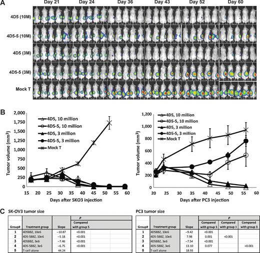 Figure 5. Affinity-tuned ErbB2 CART cells increase the therapeutic index and induce regression of advanced vascularized tumors in mice. A, in vivo discrimination of high ErbB2 (SK-OV3)- and low ErbB2 (PC3)-expressing tumors by affinity-tuned CARs. T cells modified with different affinity ErbB2 CARs by lentiviral transduction were tested in dual-tumor engrafted NSG mice. Mice (n = 5) were implanted with PC3-CBG tumor cells (1 × 106 cells/mouse, s.c.) on the right flank on day 0. On day 5, the same mice were given SK-OV3-CBG tumor cells (5 × 106 cells/mouse, s.c.) on the left flank. The mice were treated with T cells (i.v.) at day 23 after PC3 tumor inoculation. CART cells were given as a single injection of 1 × 107/mouse (10 million) or 3 × 106/mouse (3 million) as indicated. Mice treated with nontransduced T cells served as control. Animals were imaged at the indicated time post-PC3 tumor inoculation. B, SK-OV3 tumor size (left) or PC3 tumor sizes (right) in dual-tumor grafted NSG mice treated with the indicated ErbB2 CAR. Tumor sizes were measured, and the tumor volume was calculated and plotted. C, biostatistics analysis results for the tumor size. Data (not transformed) was analyzed for day ≤ 56 (PC3) or day ≤ 52 (SKOV3). Method was mixed models, with day, group, and day × group interaction as fixed effects, and mouse as random effect. For random effect, each mouse had a separate intercept and slope (method also known as random coefficients). P values presented are interaction P values.