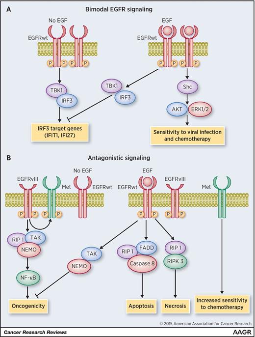 Figure 1. A, bimodal EGFR signaling. When the EGFR is overexpressed, it becomes tyrosine phosphorylated and constitutively activated, forming a complex with TBK1 and IRF3, resulting in activation of IRF3. When EGF is added, this complex dissociates, IRF3 activation is lost, and the ligand-activated EGFR activates ERK and Akt and cells become more sensitive to chemotherapy. B. ligand-activated EGFRwt antagonizes EGFRvIII-mediated activation of NF-kappaB and Met.