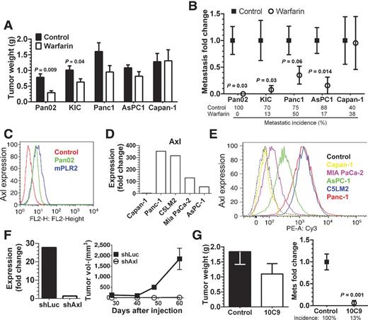 Figure 1. Warfarin inhibits tumor progression in Axl-expressing cell lines. A, primary tumor burden after therapy with warfarin. Therapy was initiated when implanted tumors were visible by ultrasound (∼10 mm3) and consisted of control (normal drinking water) or warfarin, administered in the drinking water at 0.5 mg/L [immunocompetent mice: Pan02 (n = 4, control; 3, warfarin); KIC (n = 10, control; 8, warfarin)] or 1 mg/L [Panc-1 (n = 10, control; 8, warfarin); AsPC-1 (n = 8, control; 6, warfarin); Capan-1 (n = 10, control; 7, warfarin)] and continued for 2 to 4 weeks until control mice were moribund. Therapy in KIC mice was initiated at 3 weeks of age and continued for 4 weeks. B, metastases were determined grossly upon sacrifice and confirmed by histologic evaluation of the liver. Metastatic burden was normalized to mean number of metastases in control-treated animals and is displayed as a fold change. Incidence of metastasis is also indicated. C, murine pancreatic cancer cells express Axl by flow cytometry. D and E, expression of Axl message and protein by human pancreatic cancer cell lines. F, shRNA-mediated knockdown of Axl suppresses growth of orthotopic Mia PaCa-2 tumors (n = 8, shLuc; 7, shAxl). Tumor volume determined by serial ultrasound. G, inhibition of Axl with mAb 10C9 reduces tumor growth and suppresses metastasis of MiaPaCa-2 tumors (n = 7, control; 8, 10C9). Therapy with mAb 10C9 (250 μg twice/week) was initiated when tumors were established as above and persisted for 4 weeks. All results were compared by the unpaired two-tailed t test with Welch's correction; actual P values are shown; error bars, SEM.