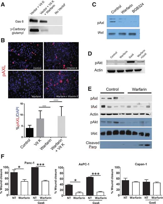 Figure 2. Warfarin inhibits Axl signaling in vitro and in vivo. A, HEK293 cells engineered to stably express recombinant Gas6 were grown in the presence of vitamin K (Vit K) or vitamin K + warfarin. Gas6 levels and γ-carboxylation were assayed by immunoblotting conditioned media. Conditioned media from untransfected HEK293 cells were used as a negative control. B, Panc1 cells were grown in the presence of control media, vitamin K, warfarin, or warfarin + vitamin K. The level of phosphorylated Axl (pAXL, red) was determined by immunofluorescence. C, Panc1 cells were grown overnight in media with 1% serum with no additions (control), warfarin (2 μmol/L), or BGB324 (2 μmol/L). Lysates were probed for total Axl (tAxl) and phosphorylated Axl (pAxl). D, Panc1 cells were grown overnight in media with 1% serum with no additions (control), warfarin (1 μmol/L), Gas6 (1.3 nmol/L), or Gas6 + warfarin. Lysates were probed for phosphorylated Akt (pAkt) and actin. E, lysates from Panc1 tumors harvested from mice treated with control or warfarin were probed for expression of tAxl, pAxl, actin, pAKT, tAKT, and cleaved Parp. F, the effect of warfarin on cell migration was assessed by a “scratch” assay. Monolayers of the indicated cells were wounded with a pipet tip. The cells were incubated in media containing 2% serum ± warfarin (2 μmol/L) or media containing 2% serum + Gas6 (1.3 nmol/L) ± warfarin. Wound closure was monitored at 16 hours and is reported as the percentage of wound closure; *, P < 0.05; ***, P < 0.001 by ANOVA, Bonferroni's MCT. ****, P < .0001.