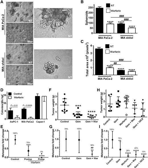 Figure 3. Axl inhibition reduces colony formation and enhances chemotherapy. A–C, parental Mia PaCa-2 cells or Mia PaCa-2 cells stably transfected with shRNA targeting Axl (Mia shAxl) were grown as spheroids in Matrigel for 7 days in the presence or absence of warfarin (200 ng/mL), n = 4/condition. Mia PaCa-2 cell colonies form large stellate colonies characteristic of invasive tumor growth. Colonies and cognate cell projections were imaged (A) with a Nikon Phase contrast microscope using ×40 and ×200 magnification. Mean total colony number (B) and total colony area ± SD (C) reflective of invasive growth were calculated using ImageJ image analysis; scale bar, 100 μm. ****, P < 0.001 versus Mia PaCa-2 NT; ##, P < 0.01; ###, P < 0.005 by ANOVA with Tukey's MCT. D, soft agar colony formation for AsPC-1, Mia PaCa-2, and Capan-1 cells grown in normal growth media in the presence or absence (control) of warfarin (2 μmol/L) for 14 days. Mean ± SD colonies/hpf are shown. The unpaired two-tailed t test with Welch's correction. E, liver metastases were quantified after intrasplenic injection of C5LM2 cells. Animals (10/group) were treated with normal drinking water, warfarin (1 mg/L) beginning 48 hours before (preop) or 48 hours following tumor cell injection (postop), and then continued on warfarin therapy until time of sacrifice. ***, P < 0.005; ****, P < 0.001 versus control; #, P < 0.05 versus post-injection treatment group by ANOVA with Tukey's MCT. F–I, mice bearing established orthotopic C5LM2 (F and G) or Mia PaCa-2 (H and I) were treated with saline (control), gemcitabine (Gem), Gem + warfarin (Gem + War). Mice bearing Mia PaCa-2 tumors were also treated with warfarin alone (War), Gem + 10C9. Mice were sacrificed when control-treated animals were moribund and primary and metastatic burden was determined. Primary tumor weight ± SD (F and H) and fold change in metastases ± SD (G and I) are shown. The incidence of metastasis in each group is shown as a percentage. **, P < 0.01; ***, P < 0.005; ****, P < 0.001 versus control; ##, P < 0.01 versus Gem by ANOVA with Tukey's MCT.