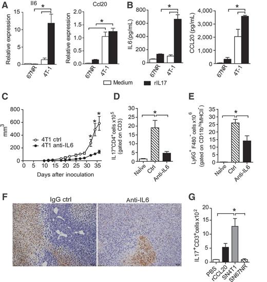Figure 5. IL17A induces the expression of IL6 and CCL20 in 4T-1 tumor cells lines. 67NR and 4T-1 cells were either treated or not treated with rIL17. After 48 hours, the mRNA was extracted and the culture supernatants were collected. A, the relative expression of IL6 and CCL20 was measured by qPCR. B, the IL6 and CCL20 levels were measured in the culture supernatants by ELISA. The data are representative of two independent experiments with similar results (*, P < 0.05). C, the volume of tumors obtained from BALB/c mice subjected to an induction protocol with metastatic (4T-1) mammary tumor cells and treated with anti-IL6 or rat immunoglobulin (IgG control) antibodies was measured at 10 dpi. At 35 dpi, the numbers of Th17 cells (IL17+CD4+) gated on CD3+ cells (D) and neutrophils (Ly6G+F4/80−) gated on CD11b+MHCII− cells isolated from the spleen (E) were assessed by flow cytometry. F, immunohistochemical staining in tumor tissues of the mice treated with the IgG control (left) or anti-IL6 mAb (right) at 35 dpi was used to detect Ly6G protein. The data are representative of two independent experiments with similar results and are shown as the mean ± SEM of four mice per group (*, P < 0.05). BALB/c mice received PBS, 400 ng of CCL20, and/or a 4T-1 or 67NR supernatant injected into the air pouch, and the cell infiltrates were harvested at 20 hours after injection. G, the total number of IL17A-producing CD3+ cells harvested per pouch was analyzed by flow cytometry. The data are shown as the mean ± SEM of three mice per group (*, P < 0.05).