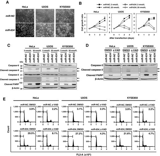 Figure 1. Induction of apoptotic cell death by overexpression of miR-634. A, phase contrast images of HeLa, U2OS, and KYSE850 cells. Cells were transfected with 20 nmol/L of negative control-miRNA (miR-NC) or miR-634, and images were obtained 2 days after transfection. B, cell growth assay of HeLa, U2OS, and KYSE850 cells. Cells were transfected with 2 or 20 nmol/L of miR-NC or miR-634. Cell growth rate was assessed with the crystal violet staining assay using a relative ratio compared with day 0. Bar, SD for triplicate experiments. C, Western blotting analysis of HeLa, U2OS, and KYSE850 cells. Cell lysates were subjected to SDS-PAGE and immunoreacted with the indicated antibodies. Arrows, the bands for the cleaved form of caspase-3 and -9. D, effect of treatment with caspase inhibitor z-VAD-fmk on miR-634–induced apoptotic cell death. Transfected cells were treated with DMSO (as a control) or z-VAD-fmk for 2 days. Cell lysates were subjected to SDS-PAGE and immunoreacted with the indicated antibodies. Arrows, the bands for cleaved caspase-3. E, FACS analysis for the sub-G1 cell population. Cells were treated as described in D, collected, fixed, and stained with propidium iodide. Cell population analysis was performed using an Accuri Flow Cytometer. The percentage of gated sub-G1 cells is indicated in each histogram.