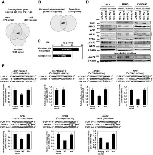 Figure 2. Identification of miR-634 target genes. A, identification of genes downregulated by miR-634 by expression array. Venn diagram shows the 1,835 genes with downregulated expression of more than 1.2 fold change (Fc) by transfection of miR-634 in three cell lines, HeLa, U2OS, and KYSE850. B, prediction of putative miR-634 target genes. Venn diagram shows the 626 predicted candidate targets of miR-634 by the TargetScan program. C, graph indicates that genes associated with mitochondrial biogenesis and antiapoptosis are significantly enriched within the 626 predicted target genes by IPA. D, Western blot analysis of six candidate target genes and NRF2. Cell lysates were subjected to SDS-PAGE and immunoreacted with the indicated antibodies. A bracket indicates bands for OPA1 variants. In bottom panel, cell lysates were prepared under the nonreducing condition (without 2-ME) for detection of LAMP2. E, luciferase assay using reporter plasmids. U2OS cells were cotransfected with a reporter plasmid and an internal control vector, and after 5 hours, either miR-NC or miR-634 was additionally transfected. After 36 hours, Firefly and Renilla luciferase activity was measured. Seed sequences of miR-634 within the 3′-UTR of each gene and mutant sequences are indicated (top panel in each column). The luciferase activity relative to that of the miR-NC-transfected cells is indicated on the vertical axis (bottom panel in each column). The luciferase activity is weaker for vectors with the WT region than for the empty vector and is completely restored by inserting a mutation within the seed sequence. Bar, SD.