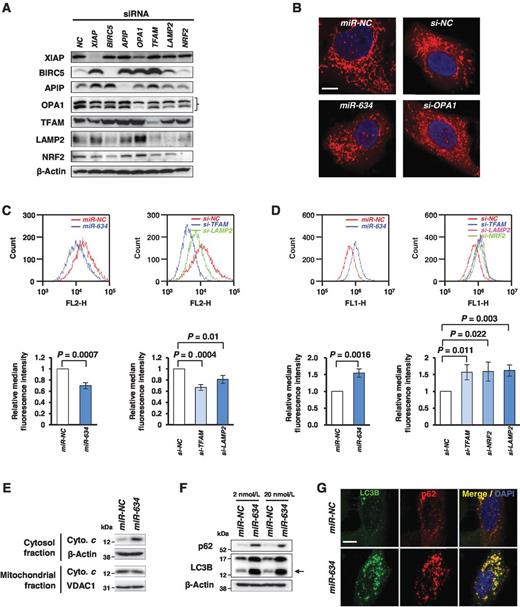 Figure 3. Mitochondrial injury and autophagy impairment induced by miR-634. A, Western blot analysis for miR-634–target genes. Cells were transfected with 20 nmol/L of siRNA for each gene. Cell lysates were subjected to SDS-PAGE and immunoreacted with the indicated antibodies. B, representative images for mitochondrial staining. U2OS cells were transfected with 20 nmol/L of miRNAs or siRNAs and stained with 100 nmol/L of MitoTracker Red CMX ROS for 30 minutes at 37°C. After fixation, images were obtained by confocal fluorescence microscopy. Nuclei were counterstained with DAPI (blue). Scale bar, 10 μm. C, mitochondrial membrane potential assay. Cells were incubated with 200 nmol/L of TMRE for 30 minutes at 37°C, suspended in PBS with 0.2% FBS, and fluorescence intensity was measured using flow cytometry. Representative histogram is shown (top panel). The relative difference in median fluorescence intensity against miR-NC- or negative control-siRNA (si-NC)–transfected cells is shown in the graph (bottom panel). Bar, SD in triplicate experiments. D, cellular ROS detection assay. Cells were collected, incubated with 20 μmol/L of DCFDA for 30 minutes at 37°C, and fluorescence intensity was measured using flow cytometry. The relative difference in median fluorescence intensity against miR-NC- or negative control-siRNA (si-NC)–transfected cells is shown in the graph (bottom panel). Bar, SD in triplicate experiments. E, Western blot analysis for cytochrome c released into the cytosol. Cytosolic or mitochondrial fractions were isolated, subjected to SDS-PAGE, and immunoreacted with the indicated antibodies. F, Western blotting analysis for p62 and LC3B. Cell lysates were subjected to SDS-PAGE and immunoreacted with the indicated antibodies. Arrow, the band for LC3B form-II, an autophagosome marker. G, immunofluorescence analysis of p62 and LC3B. U2OS cells were plated on coverslips and transfected with 20 nmol/L of miR-NC or miR-634. After 36 hours, the cells were fixed, permeabilized, and immunoreacted with the indicated antibodies. LC3B or p62 antibodies were visualized using Alexa Fluor488 anti-mouse IgG antibody (green) or Alexa Fluor594 anti-rabbit IgG antibody (red), respectively. Nuclei were counterstained with DAPI (blue). Bar, 10 μm.