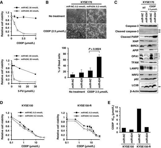 Figure 4. Augmentation of CDDP-induced cytotoxicity by miR-634. A, cell viability assay for cells with miRNA and CDDP or 5-FU combination treatment. KYSE170 cells were transfected with 20 nmol/L of miR-NC or miR-634 and were simultaneously treated with the indicated concentrations of CDDP or 5-FU for 3 days. B, increase in dead cells with miRNA and CDDP combination treatment. KYSE170 cells were transfected with 0.2 nmol/L of miR-NC or miR-634 and were simultaneously incubated in medium with or without CDDP (2.5 μmol/L) for 3 days. Representative phase contrast images are shown in the top panel. The percentage of dead cells is indicated in the graph (bottom panel). C, Western blot analysis of cells with miRNA and CDDP combination treatment. Cells were treated as described in B. Cell lysates were subjected to SDS-PAGE and immunoreacted with the indicated antibodies. Arrows, the band for cleaved caspase-3 or LC3B form-II. D, attenuation of CDDP resistivity by miR-634. KYSE150 (left) or its CDDP-resistant cells (KYSE150-R, right) were transfected with 0.2 nmol/L of miR-NC or miR-634 and were simultaneously treated with the indicated concentrations of CDDP. Cell survival rate was assessed with the crystal violet staining assay as a relative ratio compared with that of miR-NC–transfected cells without CDDP. Bar, SD for triplicate experiments. E, IC50 values based on the cell viability in D were calculated and are indicated in the graph.