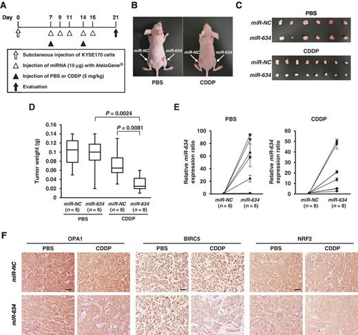 Figure 5. Potential of miR-634 as a therapeutic agent. A, the experimental schedule for the miR-634 and CDDP combination treatment. Tumors were formed by subcutaneous injection of KYSE170 cells in nude mice. miR-NC or miR-634 was administered around the tumors derived from the KYSE170 subcutaneously for a total of 5 times (7, 9, 11, 14, and 16 days after the injection of cells). In addition, mice were treated with PBS or CDDP (5 mg/kg) by intraperitoneal administration twice (7 and 14 days after the injection of cells). At 21 days after the injection of cells, mice were sacrificed and the tumors were evaluated. B, representative images of tumor-bearing nude mice at 21 days after the injection of KYSE170 cells. Arrows, tumors. C, representative images of resected tumors. D, weights of the resected tumors. Tumor weights are shown as a box plot. E, expression analysis of miR-634 in the resected tumors. The mRNA expression level of miR-634 was measured by qRT-PCR. Each experiment was performed in duplicate. Expression of RNU6B was used as an internal control. Expression levels relative to those in the miR-NC–administered tumor are indicated on the vertical axis. Bar, SD. F, representative images for immunostaining of OPA1, BIRC5, and NRF2 in the resected tumors. Scale bar, 100 μm.