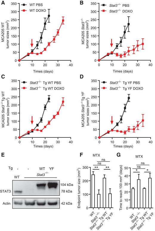 Figure 5. Reintroduction of WT, but not mutant, Stat3 abolishes the therapeutic advantage of Stat3−/− tumors. A–D, WT or mutated (Y705F) forms of Stat3 were stably transfected into MCA205 Stat3−/− cells. The responsiveness of Stat3−/− Tg WT (C) or Stat3−/− Tg YF (D) to chemotherapy was compared with that of WT and Stat3−/− tumors, in immunocompetent mice. Red arrows, time when DOXO was administrated. E, validation of STAT3 expression upon reintroduction of WT or mutant Stat3 into Stat3−/− cells. Because WT or mutant STAT3 was fused to GFP, the bands corresponding to transgenic (Tg) STAT3 had a higher molecular weight (104 kDa) than the endogenous molecule. F, tumor sizes at 16 days after chemotherapy were compared among MTX-treated cancers with the indicated genotype. G, the tumor growth retarding effect of MTX was compared among different tumors by determining the number of days needed to reach the size of 100 mm2. All groups included at least 5 mice, and one representative experiment out of two is shown. *, P < 0.05; **, P < 0.01; ns, not significant (unpaired Student t test).
