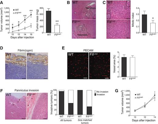 Figure 1. Prothrombin promotes the growth and local invasion of colonic adenocarcinoma in mice. A, tumor growth in WT and FIILox/− mice (n = 5/genotype) following injection of MC38 cells into the dorsal subcutis based on serial caliper measurements and tumor mass at the time of sacrifice (*, P < 0.05; **, P < 0.01). B, shown are representative H&E-stained sections of MC38 tumors harvested from WT and FIILox/− revealing sheets of tumor cells and focal areas of necrosis (dotted lines) in both genotypes. C, analyses at higher magnification revealed that mitotic figures (insets) were more common in tumors harvested from WT mice. This was confirmed by quantitation of mitotic indices (see text for details). D, fibrin(ogen) deposits in tumor tissue (brown immunostaining) were indistinguishable between genotypes. Fibrin(ogen) deposits were generally peritumoral adjacent to overlying dermal tissue, with occasional sparse deposits associated with small areas of necrosis (not shown). E, tumor vascular density was similar between genotypes based on ImageJ analyses of frozen tissue sections immunofluorescently stained for PECAM/CD31. The data shown represents the results of analyses of 6 individual images per tumor from 10 tumors harvested from WT mice and 8 tumors harvested from FIILox/− mice from two experiments with similar outcomes. F, detailed analyses of the tumor/skin junction revealed that local invasion of panniculus muscle fibers (*) was more common in tumors harvested from WT mice relative to those from FIILox/− mice. Also shown are quantitative analyses revealing that local invasion of the panniculus muscle was more common in tumors harvested from WT mice relative to those from FIILox/− mice. This was true even when the analyses were limited to tumors from each genotype of comparable size (∼450 mm3). (P < 0.005 for each comparison, Fisher exact test. See text for details.) G, in contrast with observations with colon cancer cells, tumor growth in WT and FIILox/− mice (n = 7/genotype) was indistinguishable following injection of B16 melanoma cells into the dorsal subcutis. Size bars, 100 μm (B, D–F) or 50 μm (C).