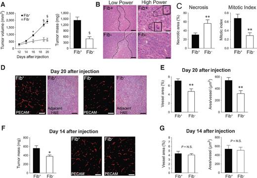 Figure 5. Fibrinogen promotes tumor progression. A, tumor growth was significantly impeded following injection of MC38 cells into the dorsal subcutis of female Fib− mice (n = 6) relative to Fib+ mice (n = 10). B, shown are representative low- and high-power images of H&E-stained tumor sections harvested from Fib+ and Fib− mice 20 days after inoculation. Note that areas of necrosis (dotted line in low power images) were more common in tumors harvested from Fib− mice and that mitotic figures (insets in high power images) were more prevalent in tumors harvested from Fib+ mice. C, quantitation of necrotic tumor tissue as a function of tumor tissue surface area analyzed (see Materials and Methods) and mitotic indices confirmed that colonic adenocarcinomas harvested from Fib− mice were more necrotic and less proliferative than tumors from control animals. D, shown are representative sections of tumor tissue harvested 20 days after tumor cell injection immunofluorescently stained for PECAM as well as the adjacent H&E-stained section revealing healthy appearing tumor tissue. E, tumor vascular density and mean vessel size assessed by quantitation of PECAM-staining area from 7 images per tumor using ImageJ software were significantly diminished in tumors harvested from Fib− relative to those harvested from Fib+ mice. F, results of a separate experiment showing the mass of MC38 tumors harvested from female Fib+ (n = 8) and Fib− mice (n = 7) 14 days after inoculation. Shown are representative sections of tumor tissue harvested at this earlier time point immunofluorescently stained for PECAM. G, in contrast with analyses performed after a longer period of tumor growth, tumor vasculature density and vessel size were similar in tumors harvested from Fib+ and Fib− mice at this early time point; *, P < 0.05; **, P < 0.01; §, P < 0.001; size bars, 200 μm (B low power, D and F) or 20 μm (B high power).