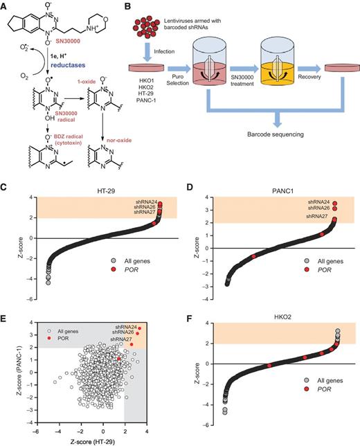 Figure 1. High-throughput SN30000 reductase shRNA screens in carcinoma cell lines. A, chemical structure of the benzotriazine di-N-oxide HAP SN30000 and its reductive metabolism to the cytotoxic benzodiazinyl (BDZ) radical, as based on (27). B, schematic overview of the SN30000 screening workflow used in this study. C and D, waterfall plots of Z-scores for shRNA enrichment factors, arrayed by ascending magnitude of effect, for HT-29 and PANC-1. The colored fields indicate Z > 1.96. Data points corresponding to POR-targeted hairpins are highlighted in red with specific shRNAs labeled. E, scatter plot of Z-scores for all unique shRNAs in the HT-29 and PANC-1 reductase screens. Gray fields indicate Z > 1.96 for either line, with the red field indicating Z > 1.96 in both genetic backgrounds. As for B, POR hairpins are colored red with the three shRNA significantly selected in both cell lines labeled. F, waterfall plot of Z-scores for shRNA enrichment factors, arrayed by ascending magnitude of effect, for the HKO2 (POR−/−) reductase screen.