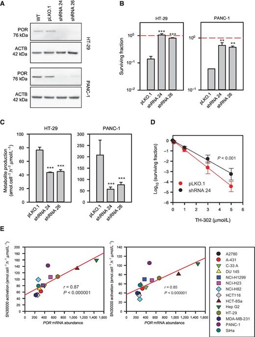 Figure 2. Validation of POR shRNAs and effects on HAP metabolism and cytotoxicity. A, confirmation of POR knockdown by Western blotting in HT-29 and PANC-1 cells stably transduced with the two most strongly selected shRNAs against POR—shRNA 24 and 26. The blot shown is representative of three generated; these replicates and quantification thereof are provided in Supplementary Fig. S6. B, clonogenic survival of HT-29 and PANC-1 cells stably transduced with empty pLKO.1 or shRNAs 24 or 26 and exposed to SN30000, at 14 μmol/L, for 1 hour under hypoxic conditions. The values are means and SEM of three cultures within a single experiment that is representative of three assays performed. These replicates are provided in Supplementary Fig. S7. C, metabolic activation of SN30000 under hypoxic conditions in HT-29 and PANC-1 cells stably transduced with empty pLKO.1 or shRNAs 24 or 26. The values are interexperiment means and SEM of net metabolite production (i.e., 1-oxide plus nor-oxide) from three assays performed. Statistical significance in B and C was evaluated using one-way ANOVA. D, Spearman correlations of POR mRNA abundance, measured using Affymetrix Human Genome U133 Plus 2.0 arrays (44), with reductive metabolism of SN30000 and TPZ in a panel of 14 human carcinoma cell lines under hypoxia. Generation of the latter data sets has been described previously (24). E, clonogenic survival curves of PANC-1 cells stably transduced with empty pLKO.1 or shRNA 24 and exposed to TH-302 for 1 hour under hypoxic conditions. The values are interexperiment means and SEM from three assays performed. Statistical significance in differences in dose–response was evaluated by linear regression of the log10 of plating efficiency.