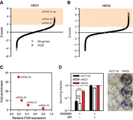 Figure 3. Whole-genome lentiviral shRNA screens in POR hetero- and homozygous knockout cell lines. A and B, waterfall plots of Z-scores for shRNA enrichment factors (mean posttreatment normalized reads/mean pretreatment normalized reads), arrayed on the basis of magnitude of effect, for HKO1 (POR+/−; A) and HKO2 (POR−/−; B) whole-genome screens. The colored fields indicate significant enrichment (Z > 1.96). Data points corresponding to POR-targeted hairpins that are represented in the TRC1 library are colored in red. C, POR expression, relative to nontransduced cells, in HKO1 stably transduced with shRNAs against POR as a function of the enrichment factors for the same hairpins in the HKO1 whole-genome screen. D, clonogenic survival of HCT116, HKO1, and HKO2 cells treated with 25 μmol/L SN30000, for 1 hour under hypoxic conditions, in the presence or absence of the pan-flavoprotein inhibitor DPI (100 μmol/L, added 30 minutes before SN30000). The values are means and range of two cultures within a single experiment. Statistical significance of difference from HCT116 was evaluated using two-way ANOVA, with cell line and drug treatment as factors. The figure is representative of three separate experiments performed; these replicates are provided in Supplementary Fig. S10C. Two-way ANOVA using cell line and experiment number as factors similarly confirmed significant loss of SN30000 cytotoxicity in HKO2 across the three replicates. A representative photograph of methylene blue-stained colonies is shown. These HCT116 and HKO2 cells were exposed to SN30000 in the absence of DPI and 103 cells seeded in each well.
