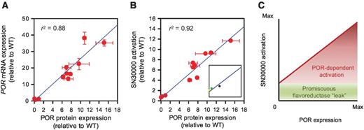 Figure 4. Metabolic activation of SN30000 as a function of POR protein expression in an isogenic background. A, Pearson correlation of POR mRNA expression, measured by qPCR, and POR protein expression, measured by proteotypic peptide mass spectrometry in a panel of HCT116 clones with stable forced expression or knockout of POR. B, Pearson correlation of POR protein expression with metabolic activation of SN30000 under hypoxia in the same cell line panel. Inset, enlargement of the y-intercept illustrating the predicted residual SN30000 activation at extrapolation to zero POR expression; black, HCT116 wild-type; green, HKO1; yellow, HKO2. Values in A and B are intraexperiment means and SEM of three determinations. All three metrics are expressed as fold change relative to HCT116 wild-type. C, proposed “two component” model of SN30000 activation based on this study.