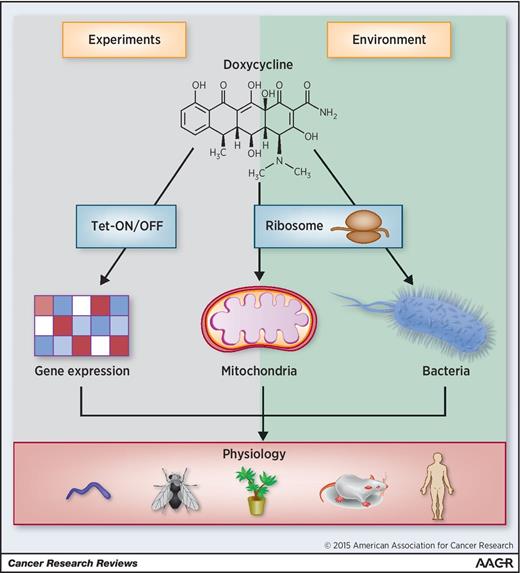 Figure 1. Experimental and therapeutic use of doxycycline carries the risk of altering mitochondrial function and organismal physiology. Doxycycline is a tetracycline antibiotic that blocks the bacterial ribosomes and is commonly used to treat infections. At the same time it is also used in research to control gene expression in Tet-ON/Tet-OFF–inducible systems. What is often overlooked, however, is the fact that doxycycline inhibits not only bacterial but also mitochondrial translation, altering mitochondrial metabolism. The combined effects of tetracycline antibiotics have a major impact on organismal physiology.