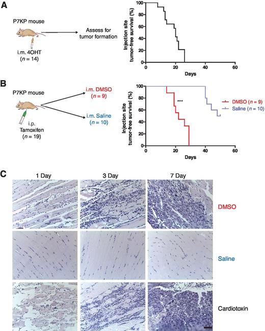 Figure 2. Tissue injury accelerates tumor formation in a temporally and spatially restricted mouse model of primary STS. A, P7KP mice were treated with an i.m. injection of 10 mg/mL 4OHT in a total volume of 50 μL of DMSO in the gastrocnemius muscle of the left hindlimb. The median tumor-free survival at the injection site was 20 days. B, P7KP mice were treated with an i.p. injection of 200 mg/kg tamoxifen, immediately followed by an i.m. injection of either DMSO or saline (50 μL) in the gastrocnemius muscle of the left hindlimb. One hundred percent of mice treated with DMSO developed a sarcoma at the injection site with a median onset of 22 days. Fifty percent of mice treated with saline developed a sarcoma at the injection site, but with significantly delayed kinetics (median 45 days). The remaining mice developed sarcomas at other sites and had to be euthanized. C, P7KP littermates were treated with either i.m. DMSO, saline, or cardiotoxin and euthanized 1, 3, or 7 days following treatment. H&E-stained slides show evidence of tissue injury in mice injected with DMSO or cardiotoxin (scale bar, 150 μm). ***, P < 0.001.