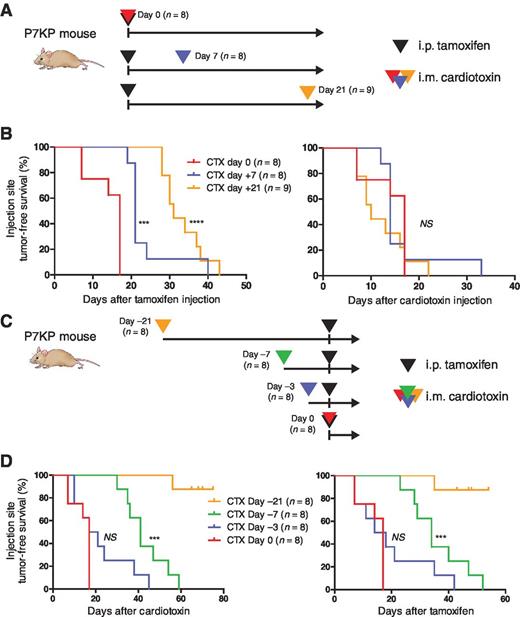Figure 3. Tissue injury with cardiotoxin acts as a promoter to accelerate sarcoma formation following initiation by tamoxifen-mediated recombination. A, P7KP mice were treated with i.p. tamoxifen on day 0 followed by tissue injury with cardiotoxin injected into the gastrocnemius muscle on days 0, 7, and 21. B, injection site tumor-free survival is shown both post-tamoxifen and post-cardiotoxin. Of note, the curves overlap on the post-cardiotoxin survival curve, consistent with injury by cardiotoxin acting as a rate-limiting step for rapid sarcoma formation following recombination of Trp53flox/flox and KrasLSL-G12D in tamoxifen-treated mice. C, a similar experiment was performed where P7KP mice were treated with i.m. cardiotoxin 21, 7, 3, and 0 days before i.p. tamoxifen. D, injection site tumor-free survival is shown both post-cardiotoxin and post-tamoxifen. In contrast with when cardiotoxin is administered after tamoxifen, cardiotoxin administered >3 days before i.p. tamoxifen does not accelerate sarcoma formation, even when evaluated as the time-to-tumor post-tamoxifen. Taken together, these data support a model where tamoxifen-mediated recombination of Trp53flox/flox and KrasLSL-G12D acts as a classic initiator and tissue injury by cardiotoxin acts as a promoter to accelerate sarcoma formation. NS, not significant; ***, P < 0.001; ****, P < 0.0001.