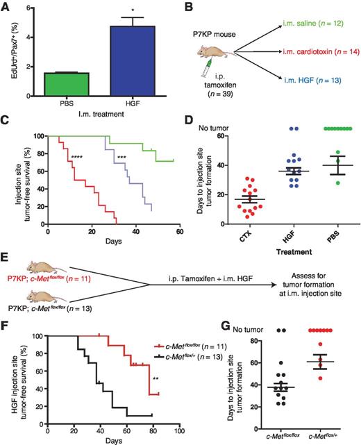 Figure 4. HGF signals via c-MET to activate satellite cell proliferation and increase the penetrance of injection-site tumor formation. A, P7KP mice were treated with i.p. tamoxifen and i.m. saline or 50 ng HGF in a total volume of 25 μL. The mice were treated with EdUrd before euthanasia, and the number of Pax7/EdUrd double positive cells was determined via immunofluorescence. A greater number of proliferating cells was seen in the P7KP mice treated with i.m. HGF. B, P7KP mice were treated with tamoxifen on day 0 along with a concurrent i.m. injection into the gastrocnemius muscle with i.m. saline, cardiotoxin, or HGF. C and D, all mice treated with i.m. cardiotoxin (14/14) developed a sarcoma with rapid kinetics at the injection site. A minority of mice treated with i.m. saline (3/12) developed an injection-site sarcoma with slower kinetics. When mice were treated with i.m. HGF, the majority (11/13) developed an injection-site sarcoma with similar kinetics to i.m. saline. E, P7KP; c-Metflox/+ and P7KP; c-Metflox/flox mice were treated with i.p. tamoxifen and i.m. HGF and evaluated for sarcoma formation at the i.m. injection site. F and G, the increased penetrance of injection-site sarcomas observed following treatment with i.p. tamoxifen and i.m. HGF in P7KP mice is dependent on signaling through c-MET. *, P < 0.05; **, P < 0.01; ***, P < 0.001; ****, P < 0.0001.