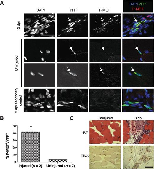 Figure 5. Muscle injury by cardiotoxin activates c-MET. A, c-MET is phosphorylated in satellite cells following injury. Lineage marked cells from 3 days after injury (dpi) and uninjured muscle tissue were exposed to DAPI along with antibodies to detect YFP and phosphorylated c-MET (P-MET). Arrows, YFP+; P-MET+ cells; arrowheads, a YFP+; P-MET− cell. Specificity of the P-MET antibody was confirmed by performing a control with the secondary antibody only (scale bar, 25 μm). B, bar graph summarizing the results of the aforementioned experiment shows a dramatic increase in Pax7-lineage cells that express P-MET 3 days after cardiotoxin injury (P-MET+; YFP+ cells). C, H&E staining of muscle from 3 dpi shows an increase in hematoxylin-stained nuclei, which include CD45+ inflammatory cells. In contrast, CD45 staining is virtually absent in uninjured muscle (scale bar, 50 μm). **, P < 0.01.