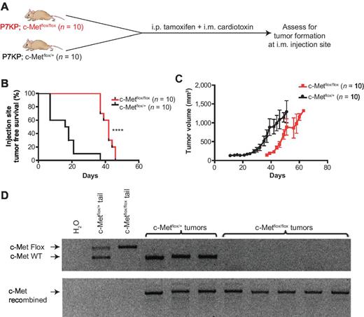 Figure 6. Sarcoma promotion by muscle injury requires c-Met. A, schematic of experiment where P7KP; c-Metflox/flox and P7KP; c-Metflox/+ mice were treated with systemic i.p. tamoxifen and concurrent i.m. injection of 25 μL of 40 μmol/L cardiotoxin. B, sarcomas in P7KP; c-Metflox/flox mice develop with delayed kinetics, demonstrating that c-Met is required for sarcoma promotion by muscle injury. C, tumor growth kinetics in P7KP; c-Metflox/flox versus P7KP; c-Metflox/+ after i.p. tamoxifen and i.m. cardiotoxin. D, cell lines were generated from primary sarcomas obtained from P7KP; c-Metflox/+ and P7KP; c-Metflox/flox mice treated with i.p. tamoxifen and i.m. cardiotoxin. After passaging the cells to deplete stroma, DNA was extracted from the cell lines and PCR was performed to assess recombination at the c-Met locus. ****, P < 0.0001.