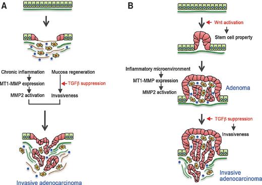 Figure 7. A schematic drawing of the TGFβ signaling suppression-induced invasive tumor development in regenerating and inflamed mucosa (A) and in Wnt signaling–activated adenomas (B).